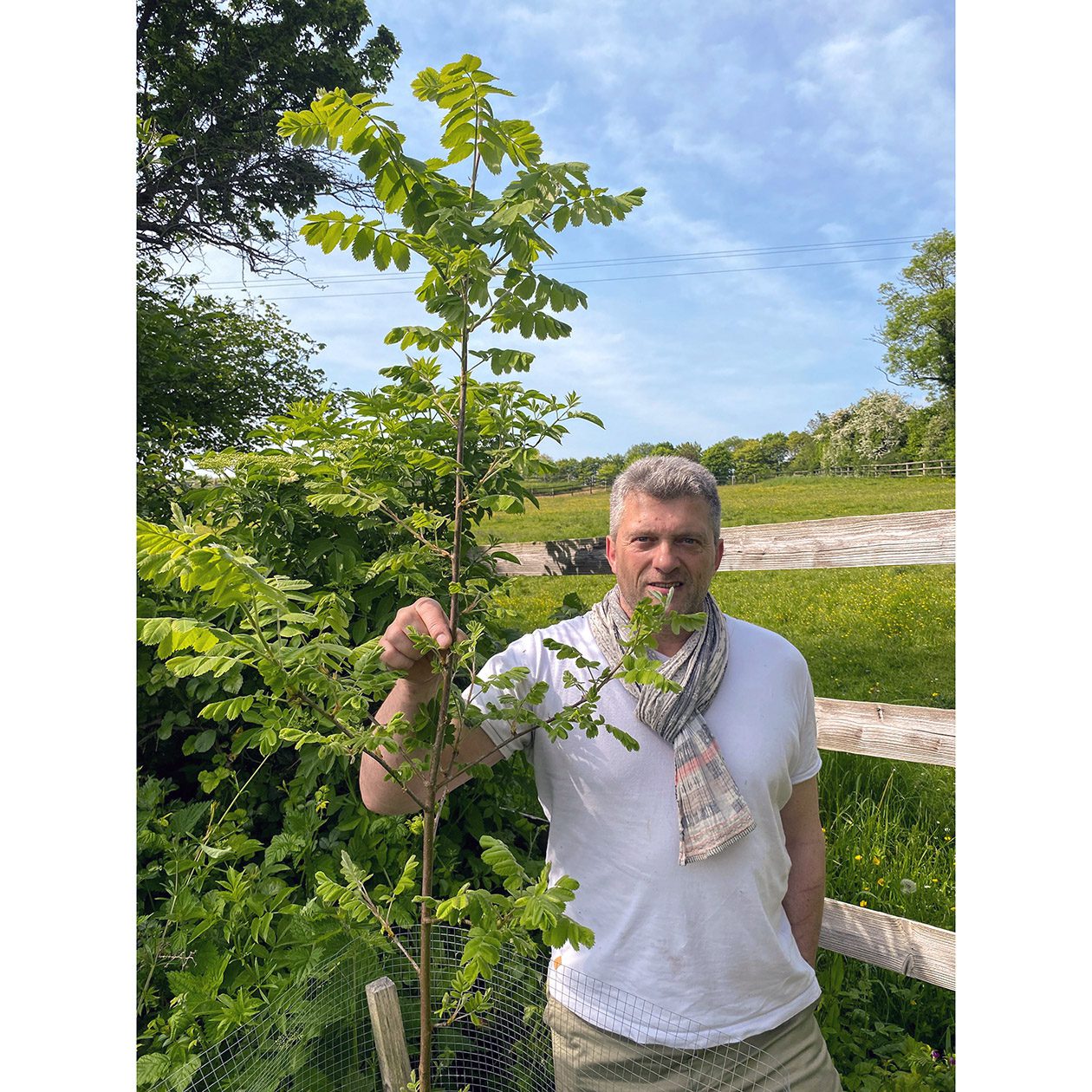 Cormier Un jeune cormier (Sorbus domestica) planté dans l'Orne en 2020, dans une haie proche de l'Atelier Villard.