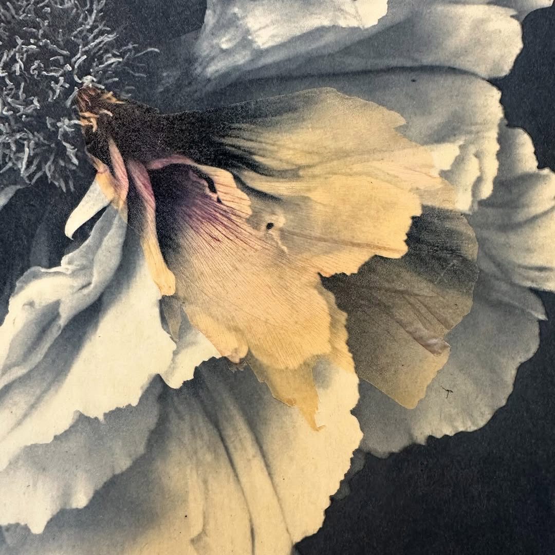 Série d’héliogravures réalisées pour @sophielevayer Impression sur Chine collé 02 Sophie Levayer Paeonia shin tohen Héliogravure au grain sur Chine collé Koozo Murashi imprimée par Fanny Boucher Atelier Helio'g.