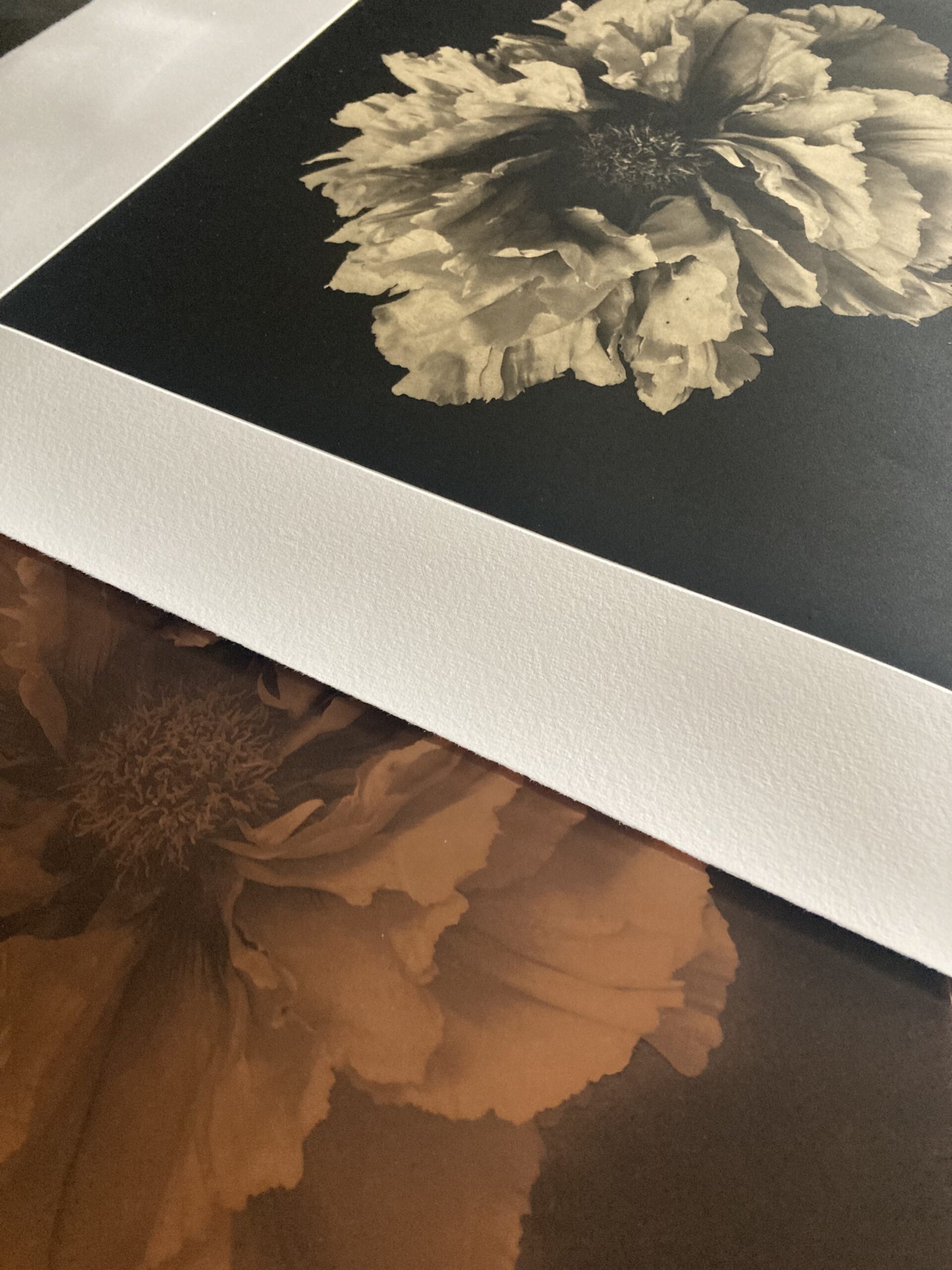 Sophie Levayer Paeonia shin tohen Héliogravure au grain sur Chine collé Koozo Murashi imprimée par Fanny Boucher Atelier Helio'g. Sophie Levayer Paeonia shin tohen Héliogravure au grain sur Chine collé Koozo Murashi imprimée par Fanny Boucher Atelier Helio'g.
