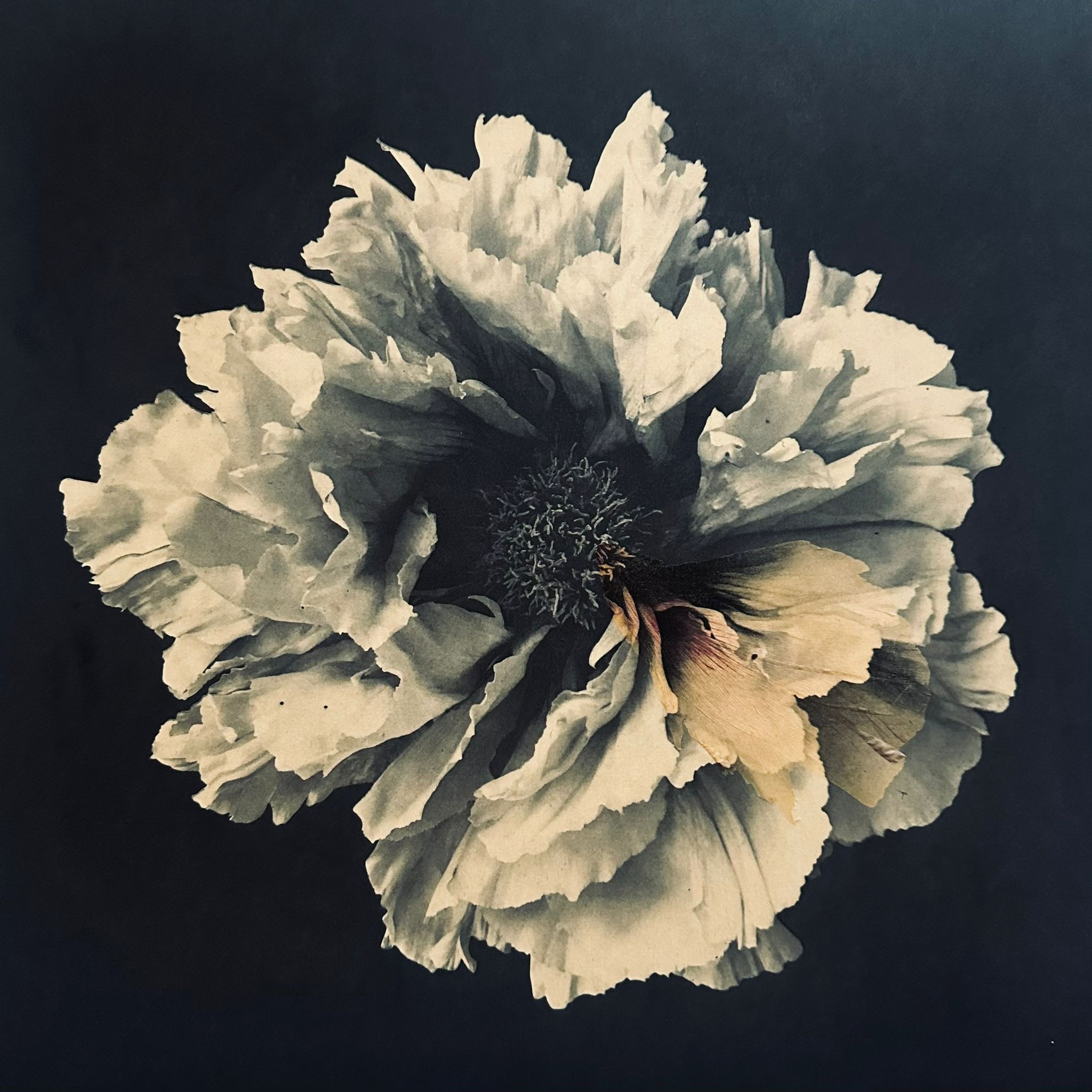 Sophie Levayer Paeonia shin tohen Héliogravure au grain sur Chine collé Koozo Murashi imprimée par Fanny Boucher Atelier Helio'g. Sophie Levayer Paeonia shin tohen Héliogravure au grain sur Chine collé Koozo Murashi imprimée par Fanny Boucher Atelier Helio'g.